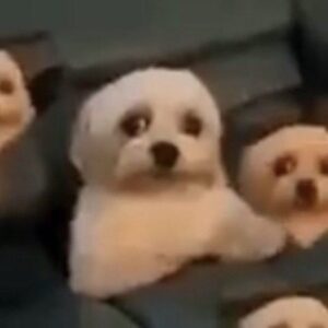 Taxa para perguntar quando o casal vai ter filhos